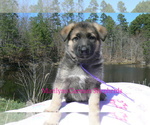 Small #4 German Shepherd Dog