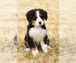 Small Photo #8 Bernese Mountain Dog Puppy For Sale in MILLERSBURG, IN, USA