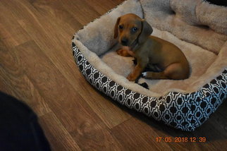 Dachshund Puppy for sale in CORPUS CHRISTI, TX, USA