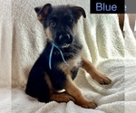 Small Photo #8 German Shepherd Dog Puppy For Sale in PITTSBORO, IN, USA