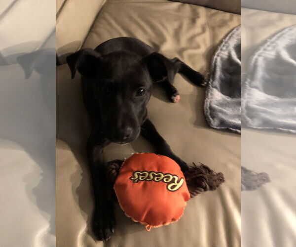 Medium Photo #3 Labrador Retriever-Unknown Mix Puppy For Sale in Holly Springs, NC, USA