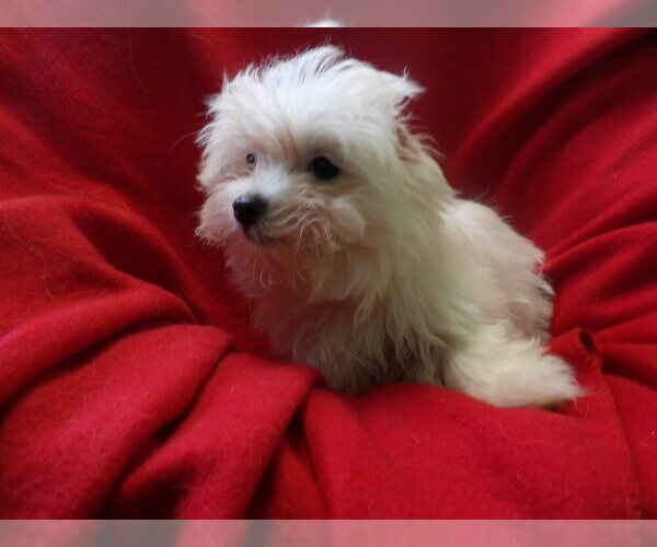 Medium Photo #4 Maltese Puppy For Sale in PATERSON, NJ, USA