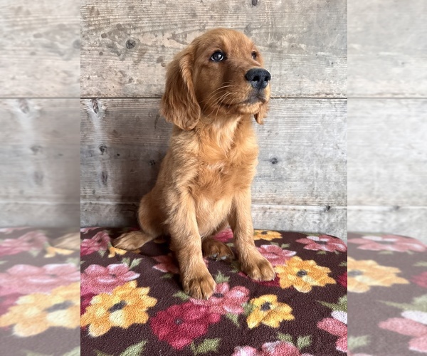 Medium Photo #16 Golden Retriever Puppy For Sale in VERMONTVILLE, MI, USA