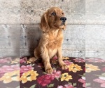 Small #15 Golden Retriever