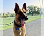 Small #5 German Shepherd Dog