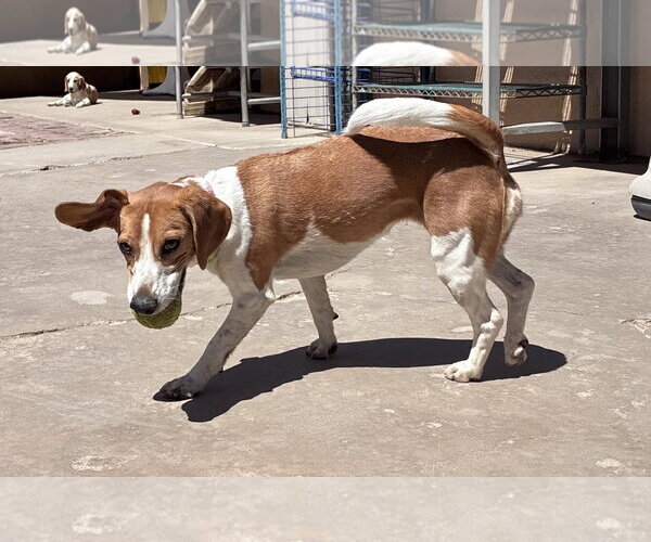 Medium Photo #3 Beagle Puppy For Sale in Apple Valley, CA, USA