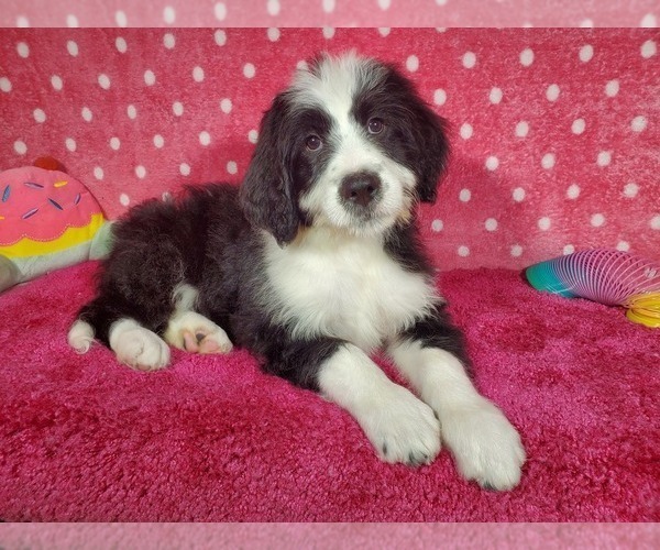 Medium Photo #1 Bernedoodle Puppy For Sale in COLORADO SPRINGS, CO, USA