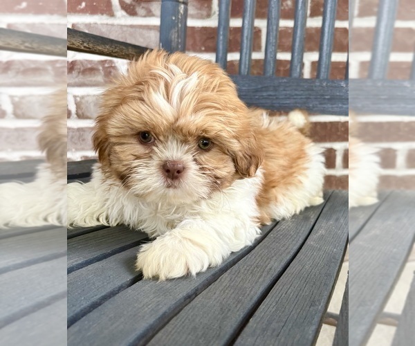 Medium Photo #2 Shih Tzu Puppy For Sale in INDIANAPOLIS, IN, USA