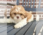 Small #1 Shih Tzu