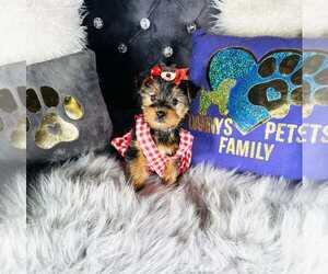 Yorkshire Terrier Puppy for sale in GRIFFITH, IN, USA