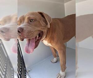 American Pit Bull Terrier-Unknown Mix Dogs for adoption in Houston, TX, USA