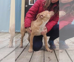 Small Photo #11 Mutt Puppy For Sale in Murfreesboro, NC, USA