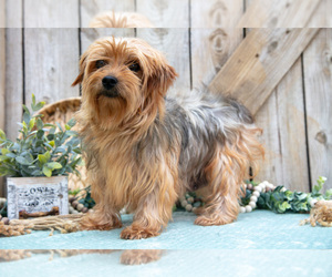 Mother of the Yorkshire Terrier puppies born on 04/06/2025