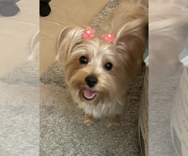 Medium Photo #1 Morkie Puppy For Sale in CAPE CORAL, FL, USA