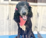 Small Photo #3 Poodle (Standard) Puppy For Sale in KISSIMMEE, FL, USA
