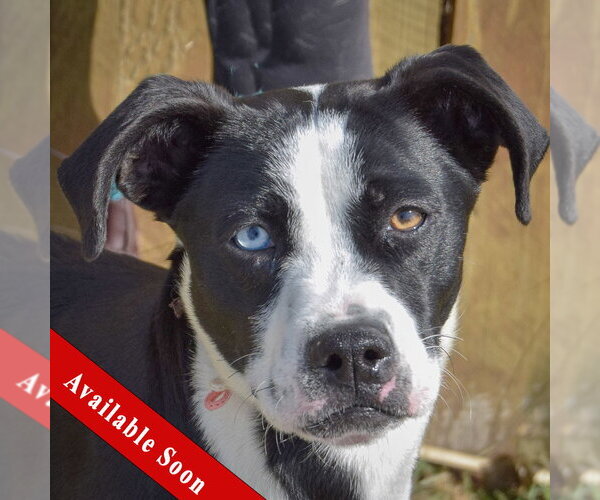 Medium Photo #1 Border Collie-Unknown Mix Puppy For Sale in Huntley, IL, USA