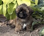 Small #2 Shih Tzu