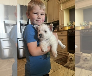 West Highland White Terrier Dog for Adoption in LEWISPORT, Kentucky USA
