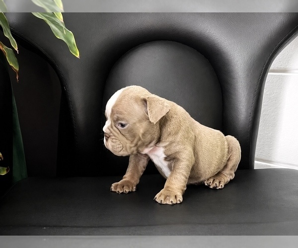 Medium Photo #6 English Bulldog Puppy For Sale in PORT RICHEY, FL, USA
