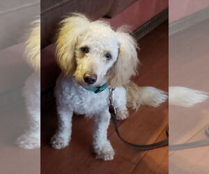 Doxiepoo (Miniature) Dogs for adoption in Princeton, MN, USA