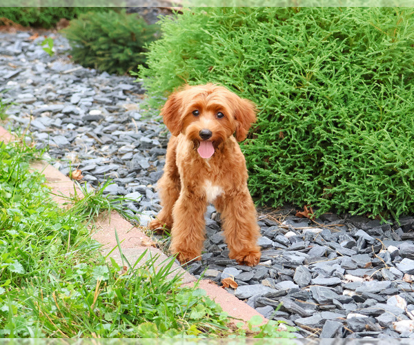 Medium Photo #1 Cavapoo (Miniature) Puppy For Sale in SYRACUSE, IN, USA