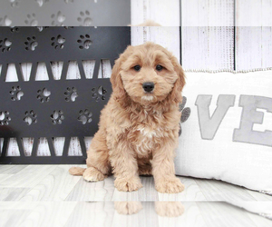 Goldendoodle (Miniature) Puppy for sale in MARIETTA, GA, USA