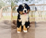 Small Photo #10 Bernese Mountain Dog Puppy For Sale in OCALA, FL, USA