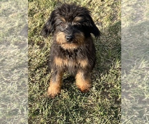 Aussie-Poo Puppy for Sale in LANCASTER, Missouri USA