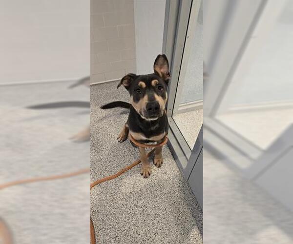 Medium Photo #2 Mutt Puppy For Sale in Houston, TX, USA