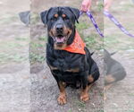 Small #6 Rottweiler