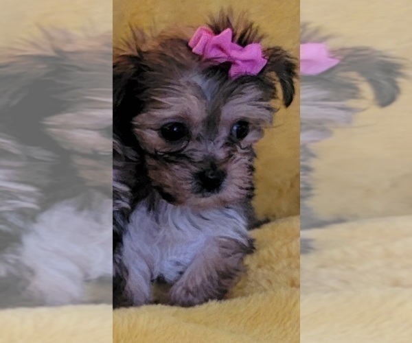 Medium Photo #11 Morkie Puppy For Sale in OTTAWA, OH, USA