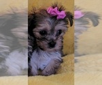 Small Photo #11 Morkie Puppy For Sale in OTTAWA, OH, USA