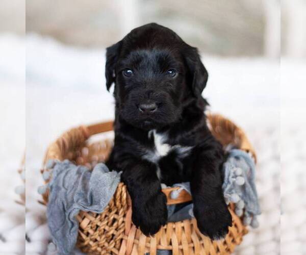 Medium Photo #2 Portuguese Water Dog Puppy For Sale in STEVENS, PA, USA
