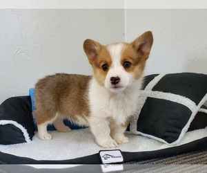 Pembroke Welsh Corgi Puppy for sale in CLARK, MO, USA