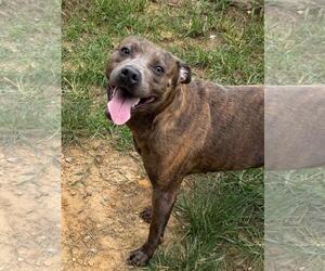American Pit Bull Terrier-Unknown Mix Dogs for adoption in Wetumpka, AL, USA