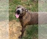 Small American Pit Bull Terrier Mix