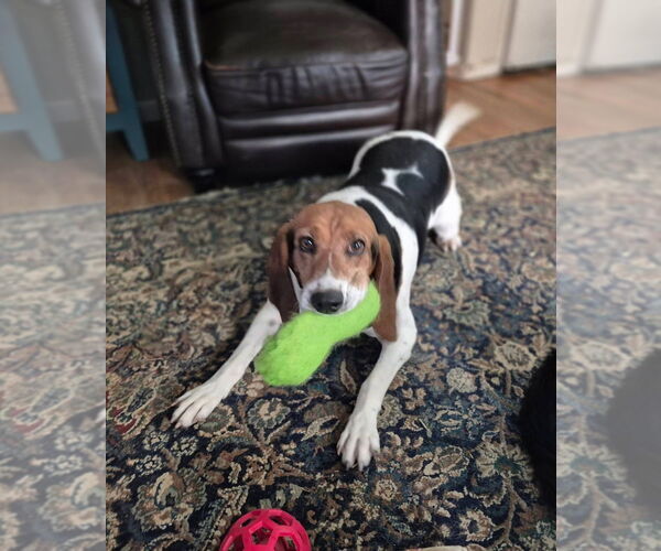 Medium Photo #4 Treeing Walker Coonhound Puppy For Sale in Aurora, IN, USA