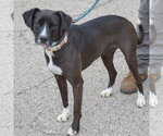 Small #1 Border Collie Mix