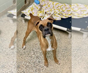Boxer Dogs for adoption in Austin, TX, USA