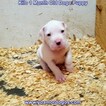 Small Photo #216 Dogo Argentino Puppy For Sale in JANE, MO, USA