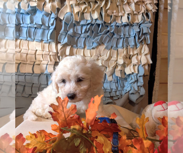 Medium Photo #8 Coton de Tulear Puppy For Sale in W FIELD, NC, USA