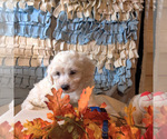 Small Photo #8 Coton de Tulear Puppy For Sale in W FIELD, NC, USA