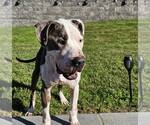 Small #23 American Pit Bull Terrier Mix