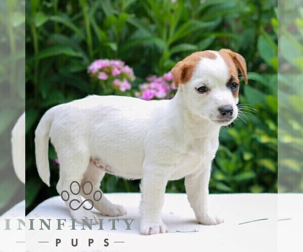 Medium Photo #2 Jack Tzu Puppy For Sale in EAST EARL, PA, USA