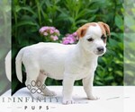 Small #1 Jack Tzu