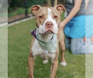 American Staffordshire Terrier-Unknown Mix Dogs for adoption in columbia, SC, USA