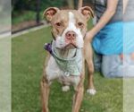 Small American Staffordshire Terrier Mix