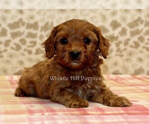 Medium Cavapoo