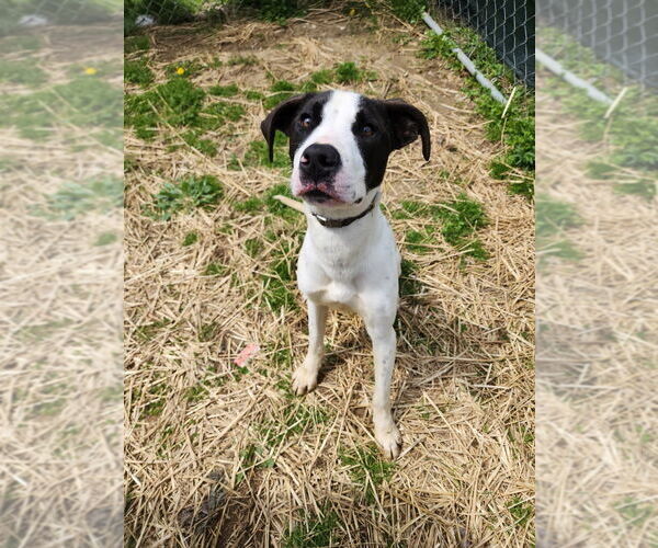 Medium Photo #5 Labrador Retriever-Unknown Mix Puppy For Sale in Evansville, IN, USA