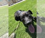 Small #1 American Pit Bull Terrier Mix